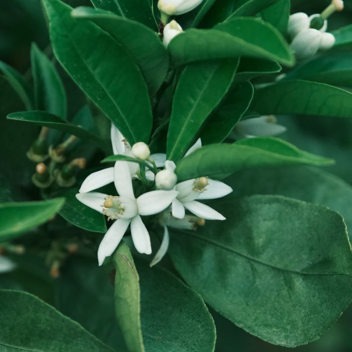 Flor de laranjeira