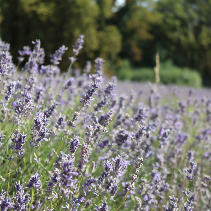 Lavanda