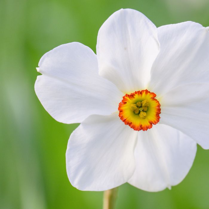 Narciso