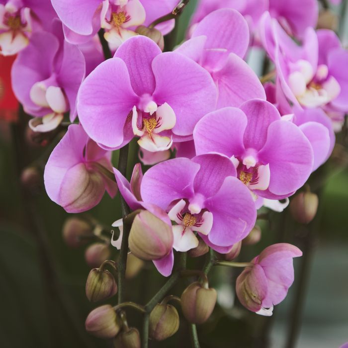 Orquídea