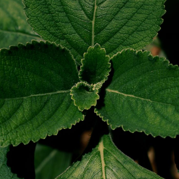 Patchouli