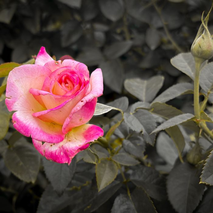 Rosa