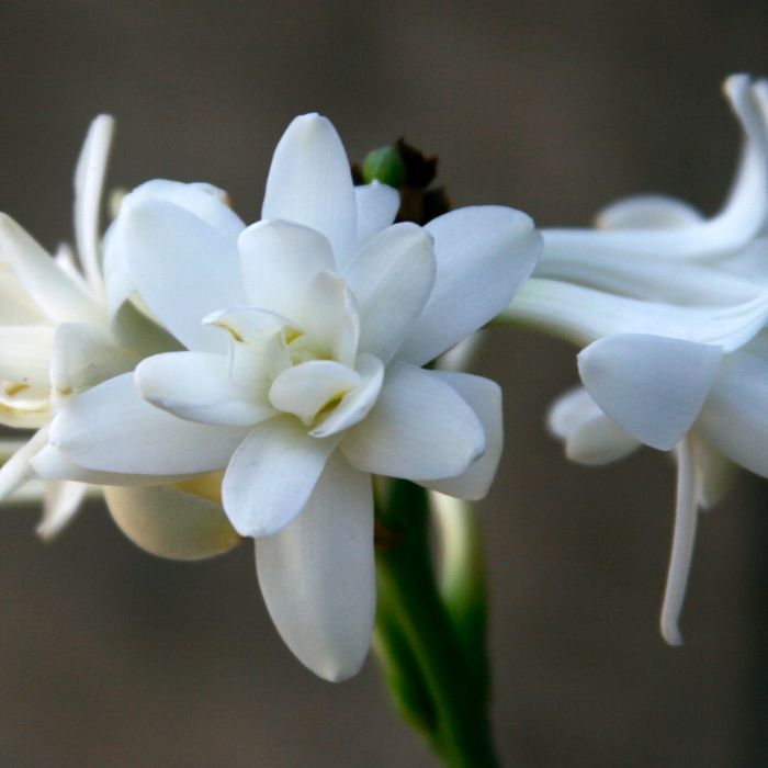 Tuberosa