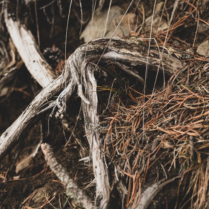 Vetiver