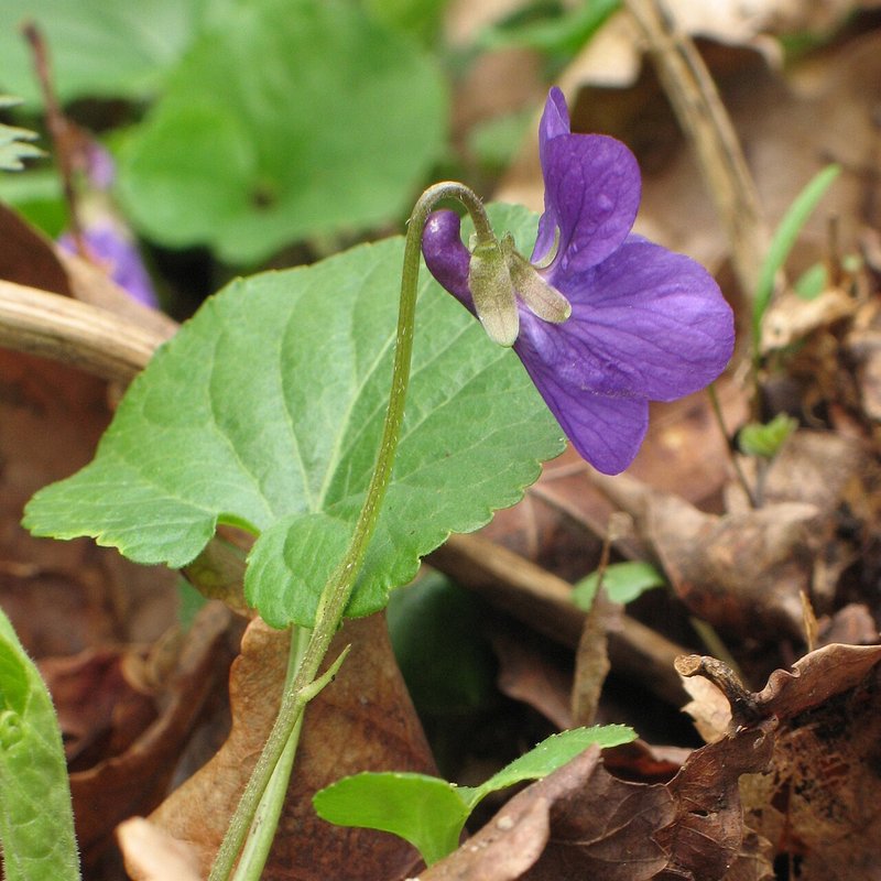 Violeta